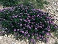 Verbena Bipinnatifida